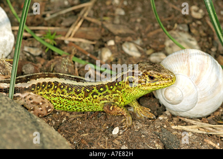 Common lizard and a snail`s house Bavaria Germany Europe Stock Photo